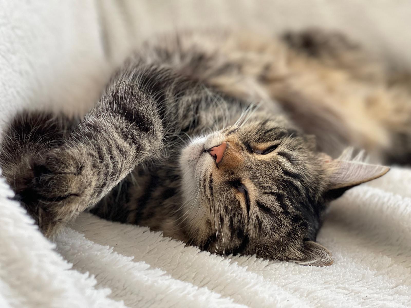 Bilan comportemental