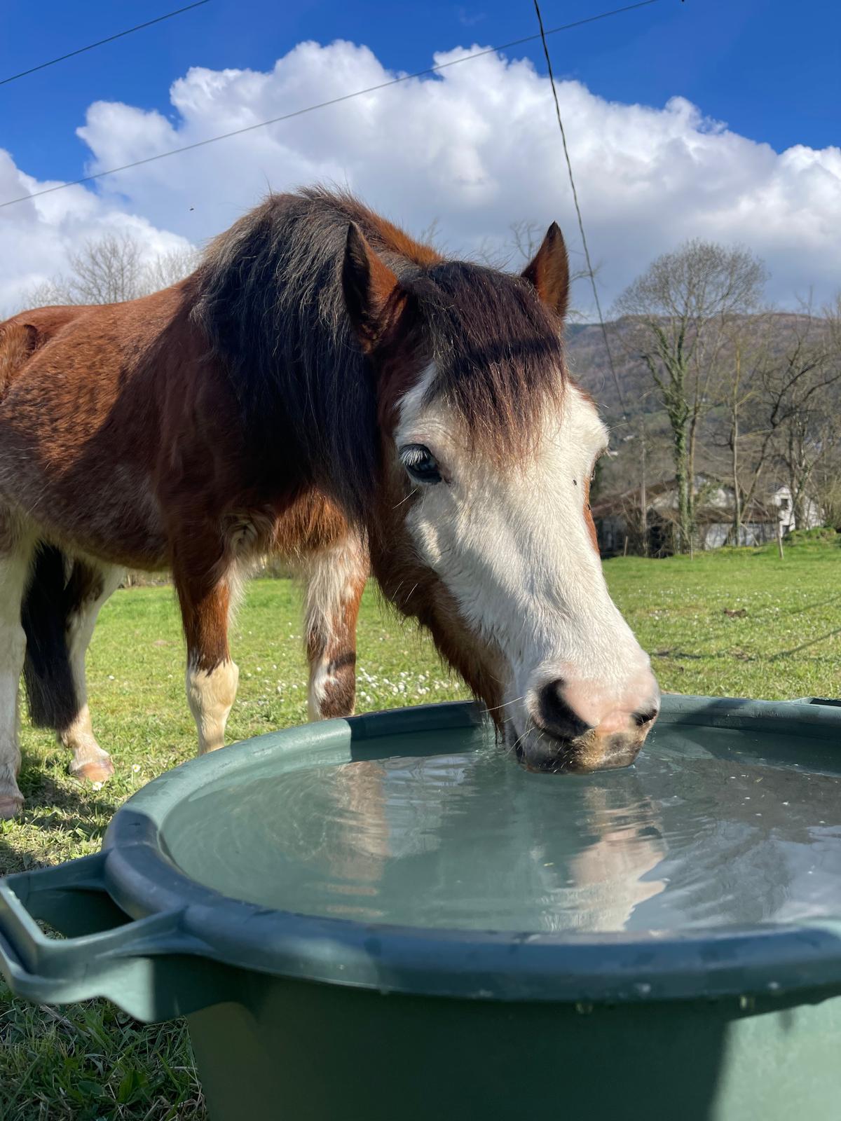 Service animaux de ferme